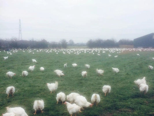 Packington Chickens land on The Falkland Islands