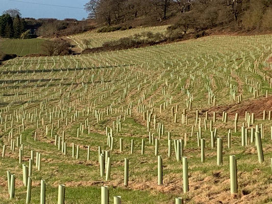 TREE PLANTING AT PATSHULL ESTATE