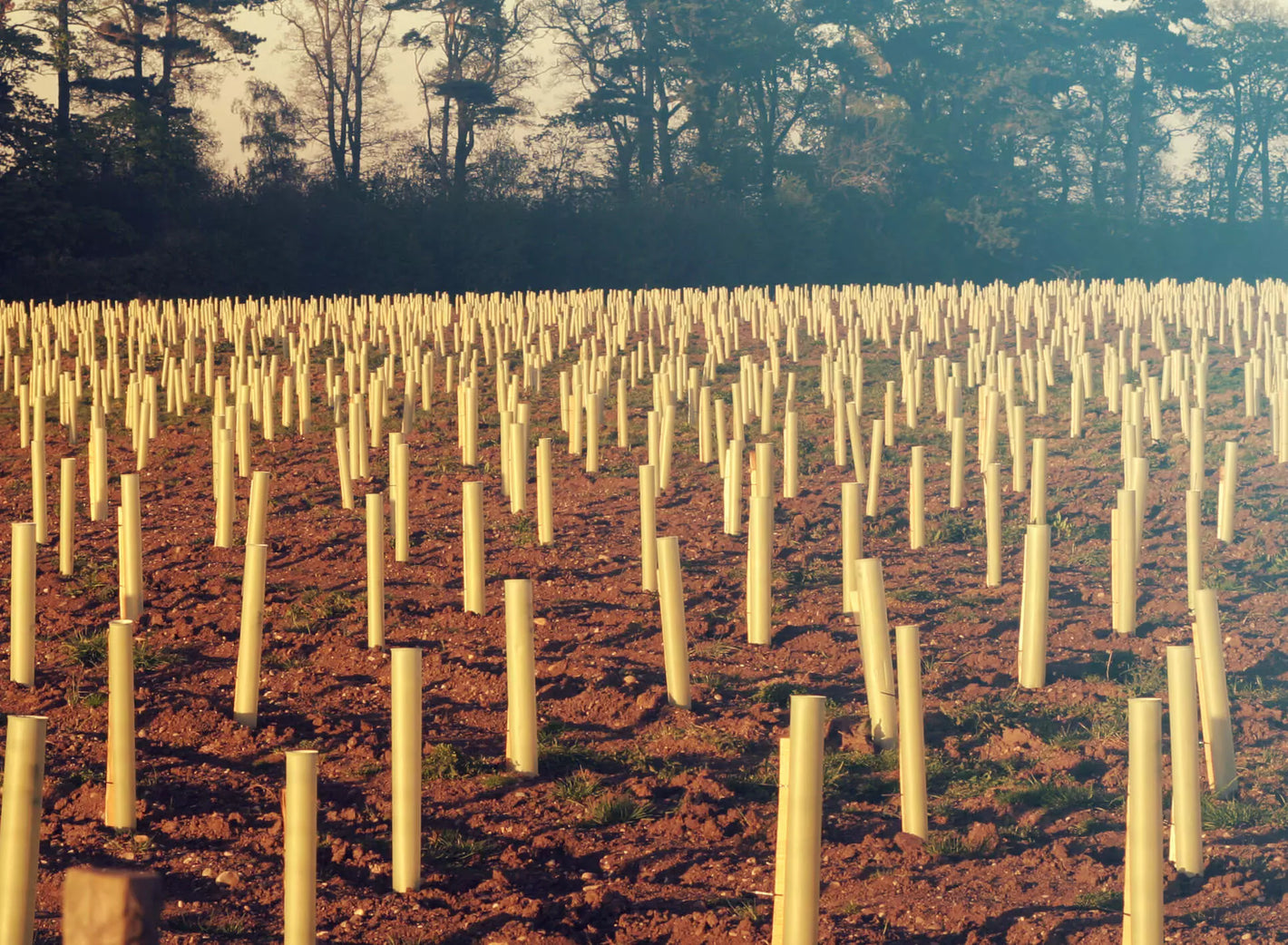 A field of planted trees