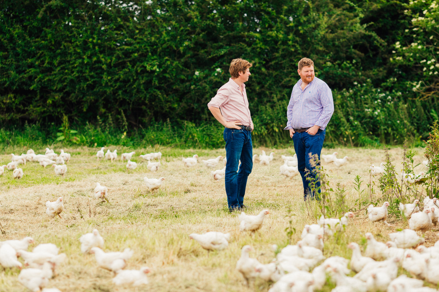 Why Chicken Doesn’t Taste Like It Used To – Packington Free Range
