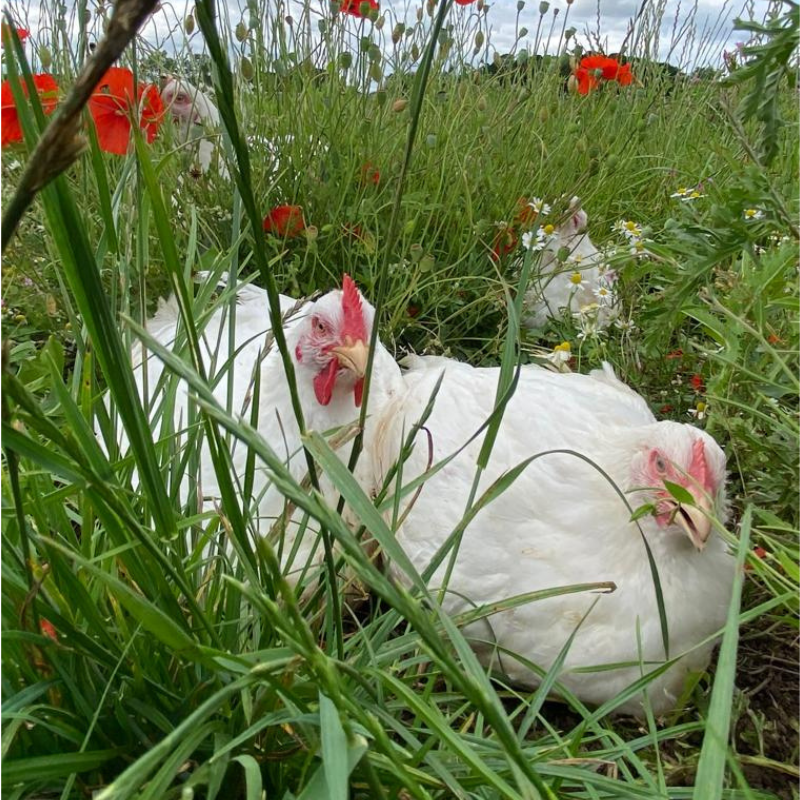 Free Range Whole Chicken