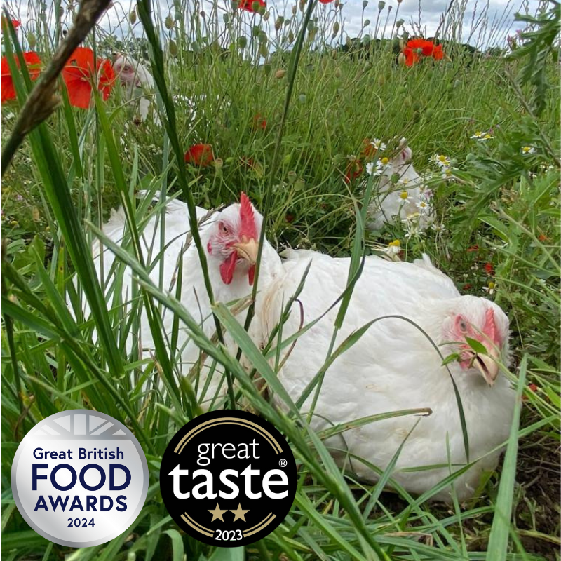 Packington Free Range Chickens in field