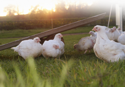 Free range eggs white hens